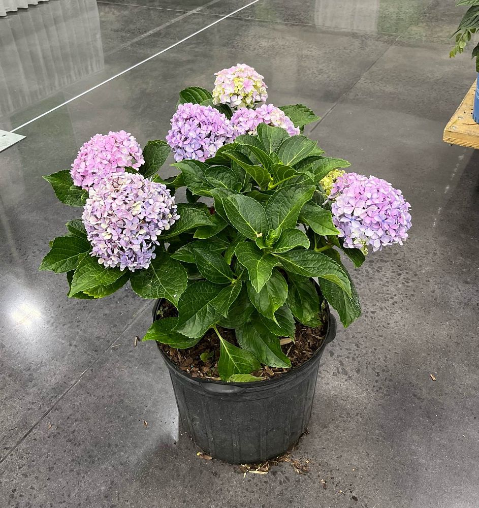 hydrangea-macrophylla-big-daddy