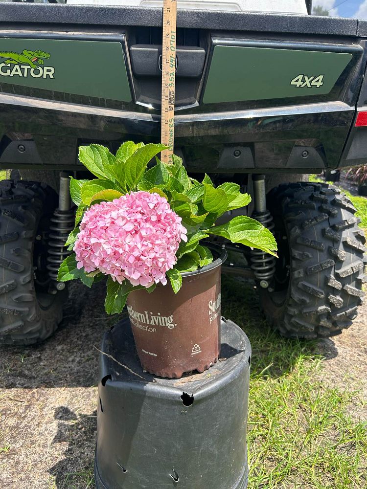 hydrangea-macrophylla-big-daddy