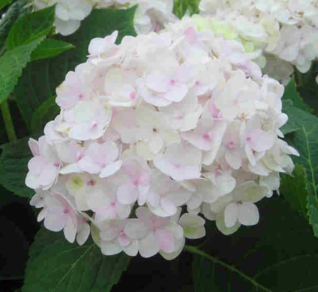 hydrangea-macrophylla-blushing-bride-endless-summer-reg-blushing-bride-hydrangea