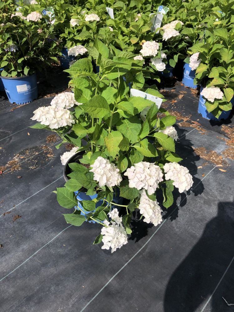 hydrangea-macrophylla-blushing-bride-endless-summer-reg-blushing-bride-hydrangea