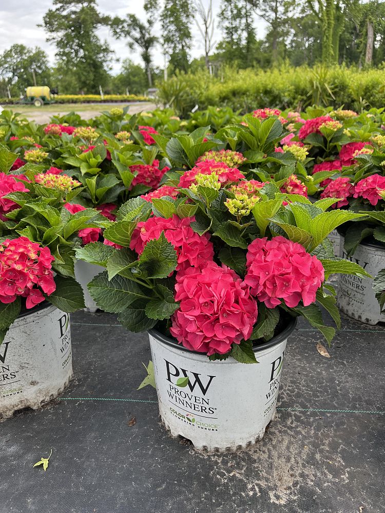 hydrangea-macrophylla-cityline-paris