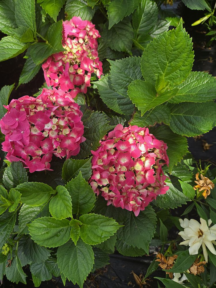 hydrangea-macrophylla-garden-red
