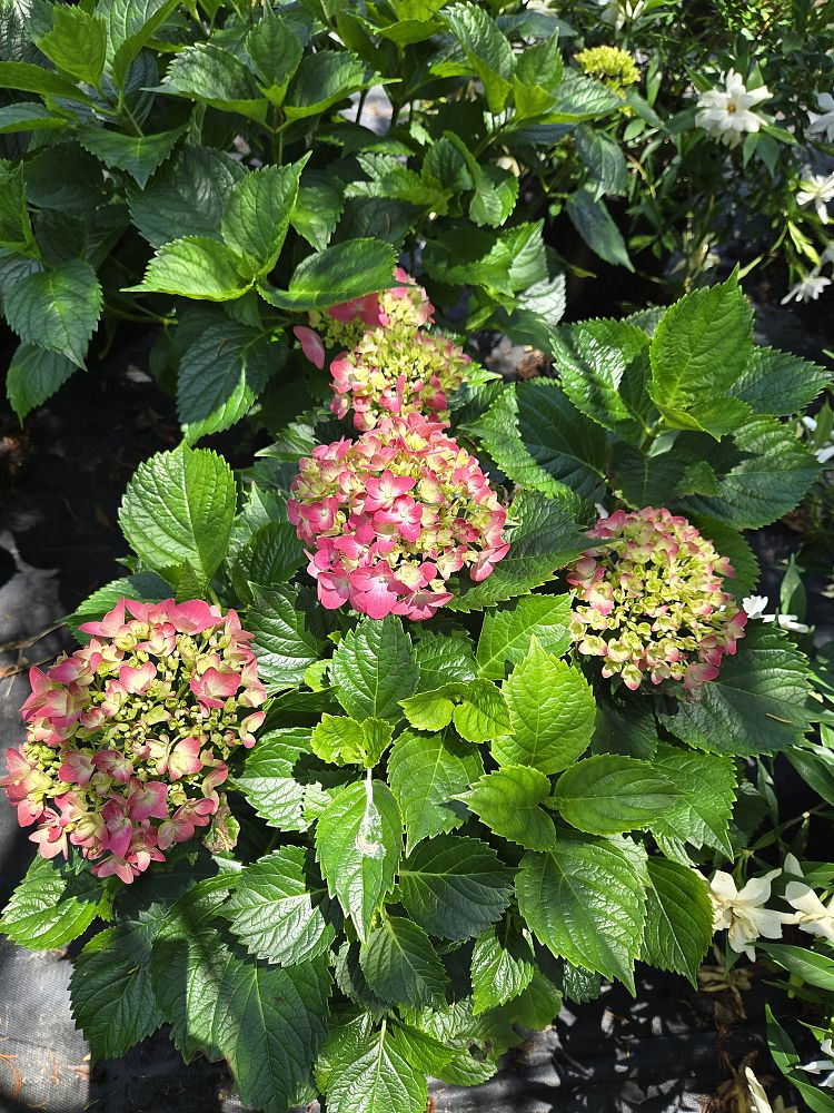 hydrangea-macrophylla-garden-red