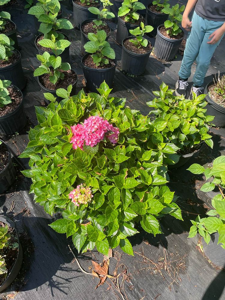 hydrangea-macrophylla-glowing-embers
