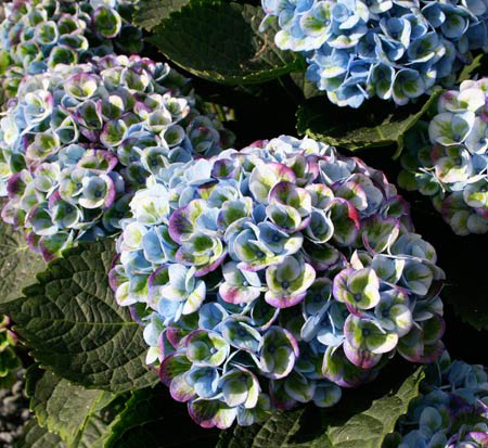 hydrangea-macrophylla-hokomarevo-hydrangea-everlasting-revolution