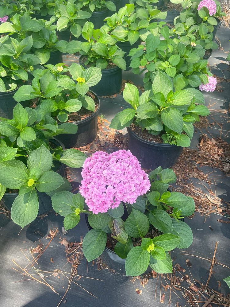 hydrangea-macrophylla-hydrsrpdow-double-down-reg-hydrangea