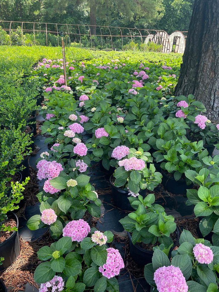 hydrangea-macrophylla-hydrsrpdow-double-down-reg-hydrangea