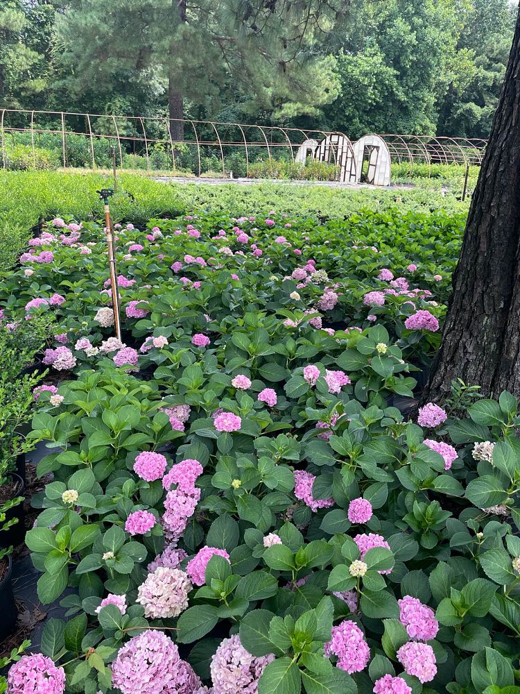 hydrangea-macrophylla-hydrsrpdow-double-down-reg-hydrangea