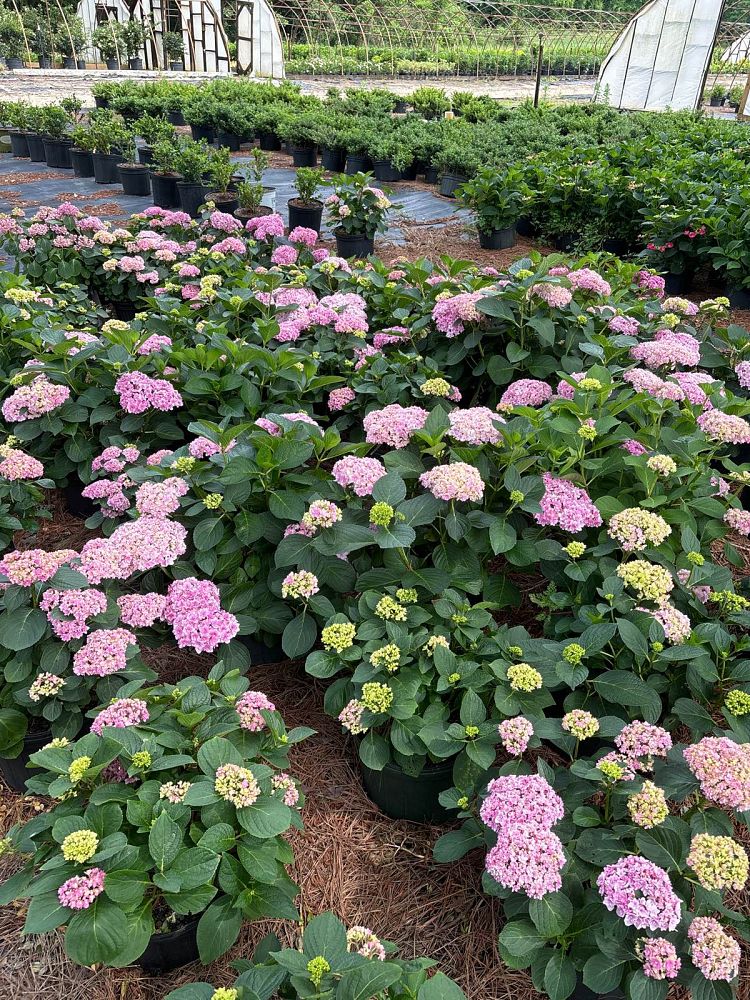 hydrangea-macrophylla-hydrsrpdow-double-down-reg-hydrangea