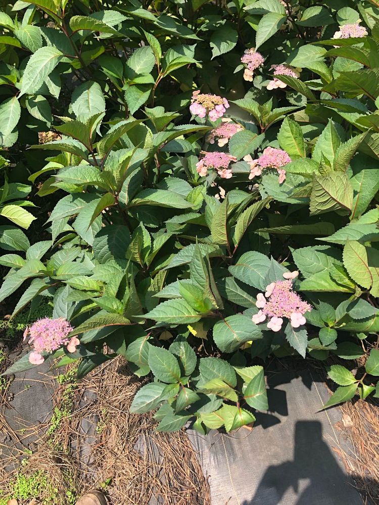 hydrangea-macrophylla-lady-in-red