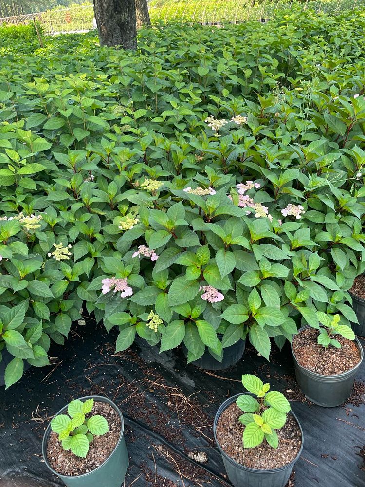 hydrangea-macrophylla-lady-in-red