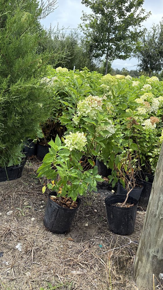 hydrangea-macrophylla-lanarth-white