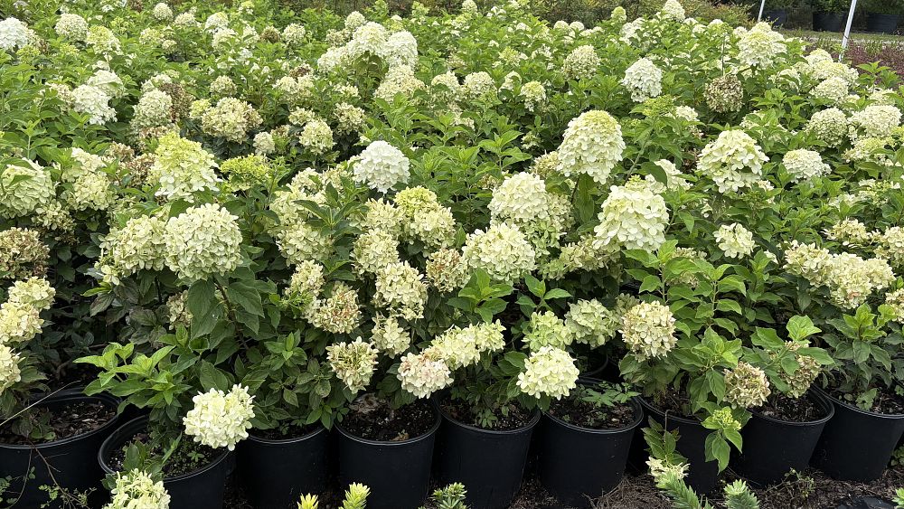 hydrangea-macrophylla-lanarth-white