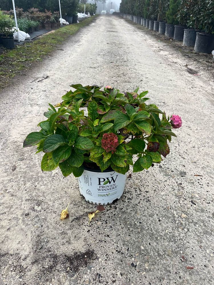 hydrangea-macrophylla-let-s-dance-series-french-hydrangea-bigleaf-hydrangea