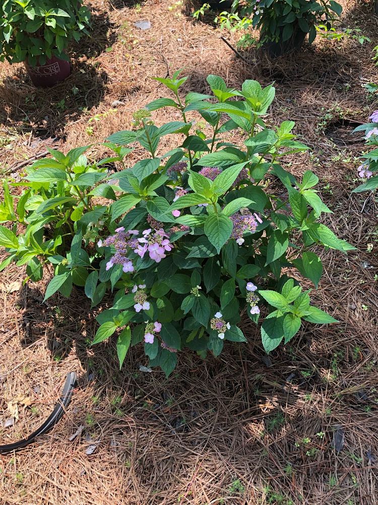 hydrangea-macrophylla-mariesii