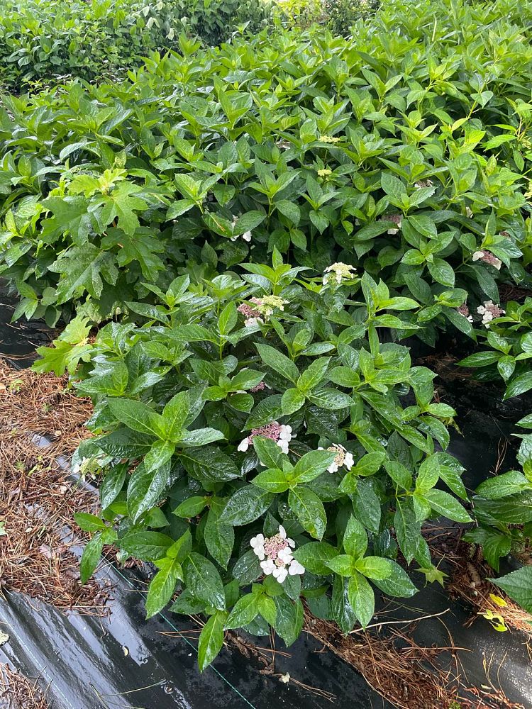 hydrangea-macrophylla-mariesii