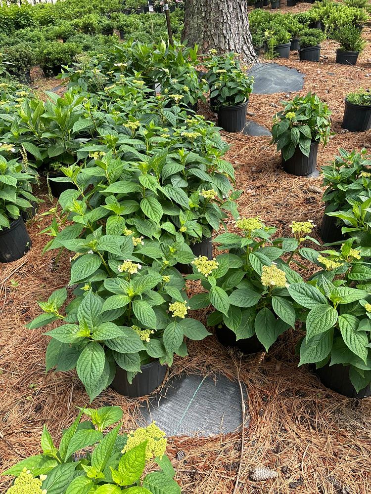 hydrangea-macrophylla-mariesii