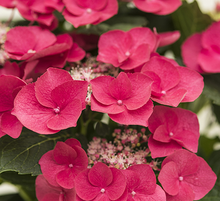 hydrangea-macrophylla-mckay-cherry-explosion-trade-hydrangea