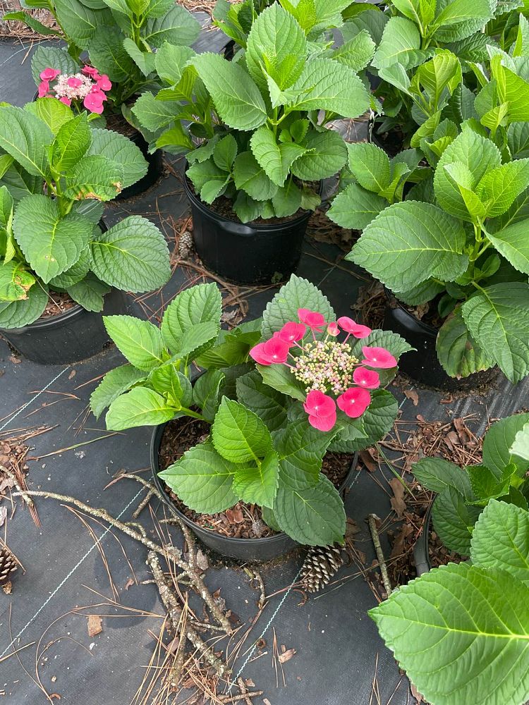 hydrangea-macrophylla-mckay-cherry-explosion-trade-hydrangea