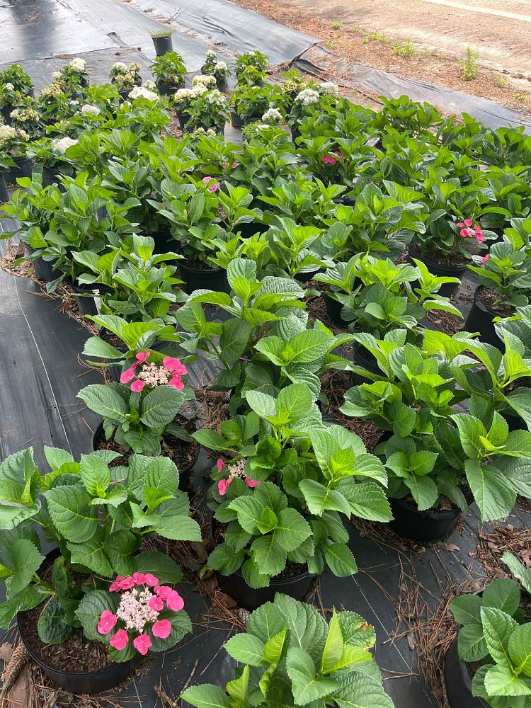 hydrangea-macrophylla-mckay-cherry-explosion-trade-hydrangea