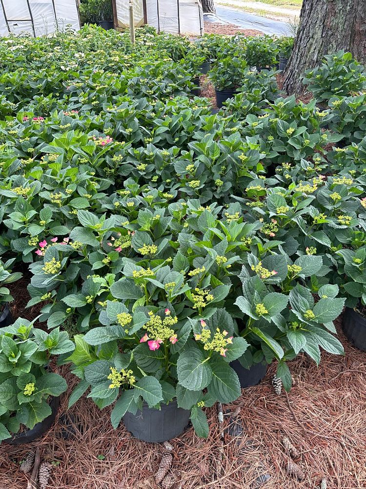 hydrangea-macrophylla-mckay-cherry-explosion-trade-hydrangea