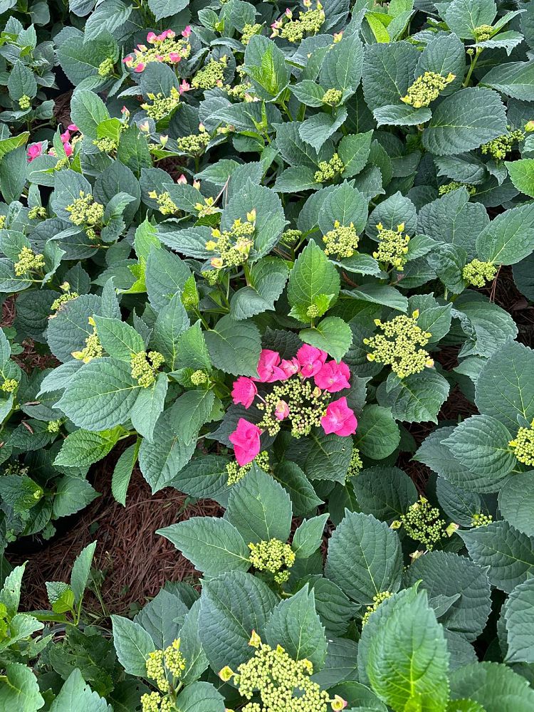 hydrangea-macrophylla-mckay-cherry-explosion-trade-hydrangea