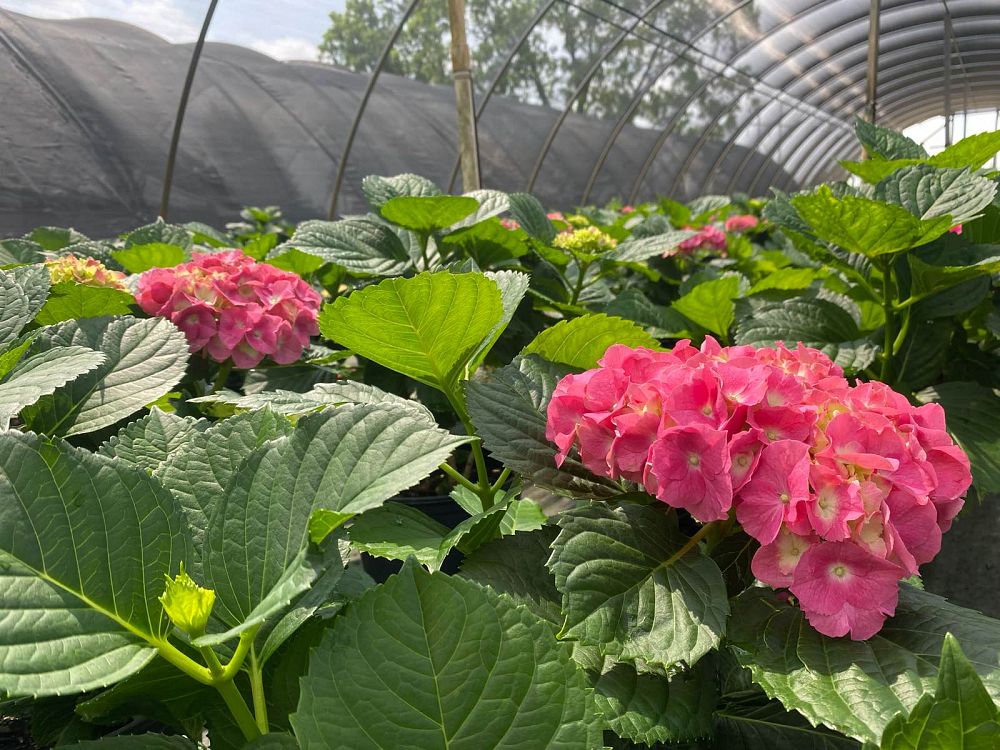 hydrangea-macrophylla-merritt-s-supreme