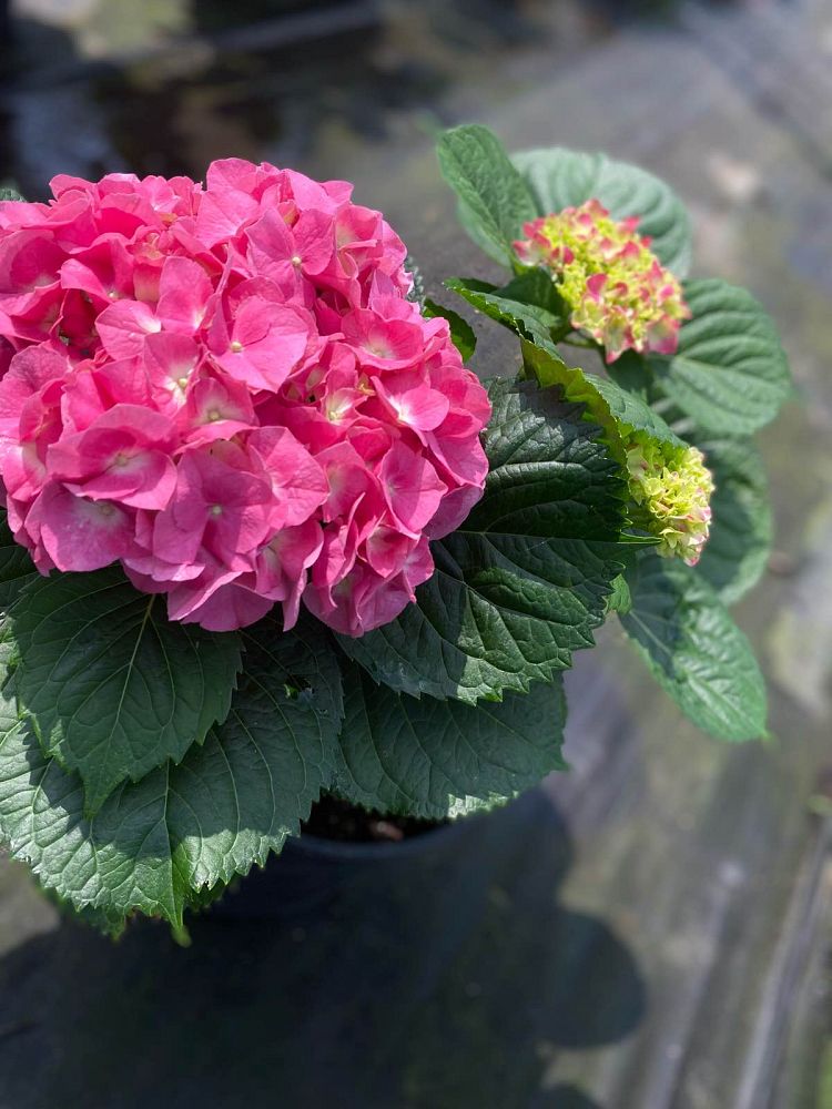 hydrangea-macrophylla-merritt-s-supreme
