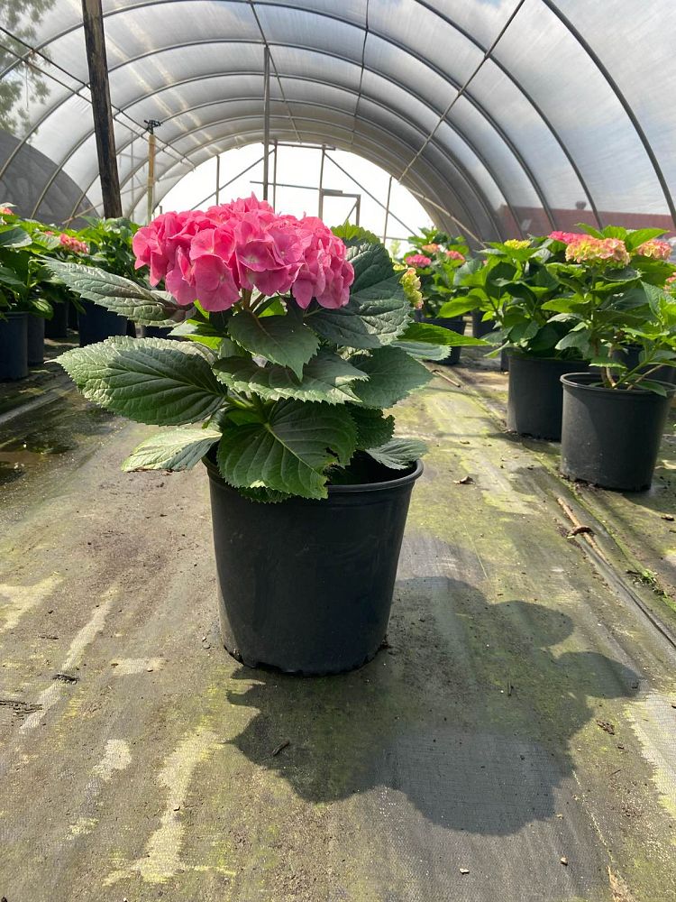 hydrangea-macrophylla-merritt-s-supreme