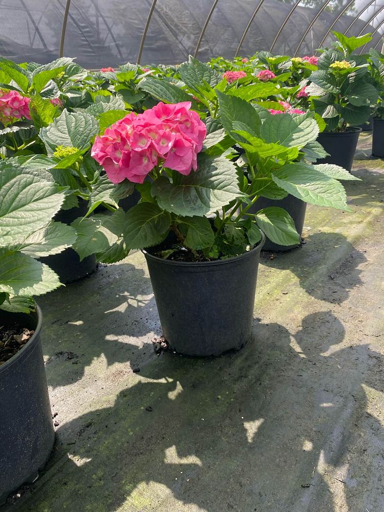 hydrangea-macrophylla-merritt-s-supreme