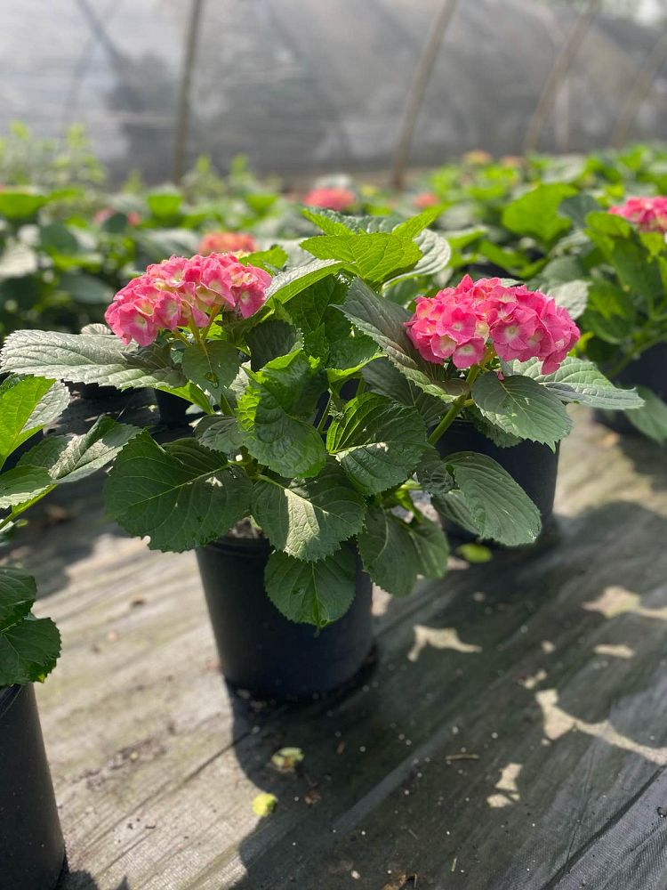 hydrangea-macrophylla-merritt-s-supreme