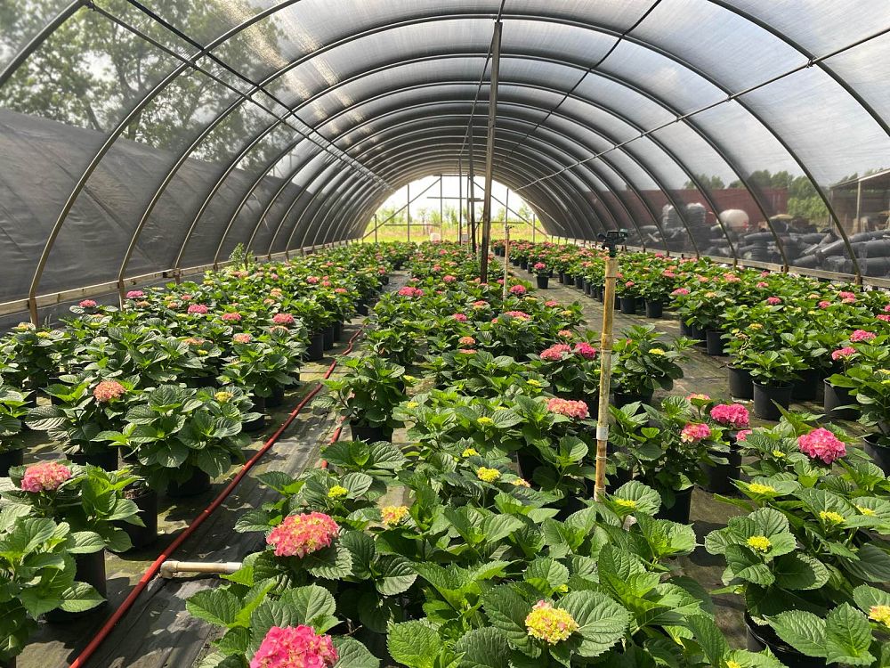 hydrangea-macrophylla-merritt-s-supreme