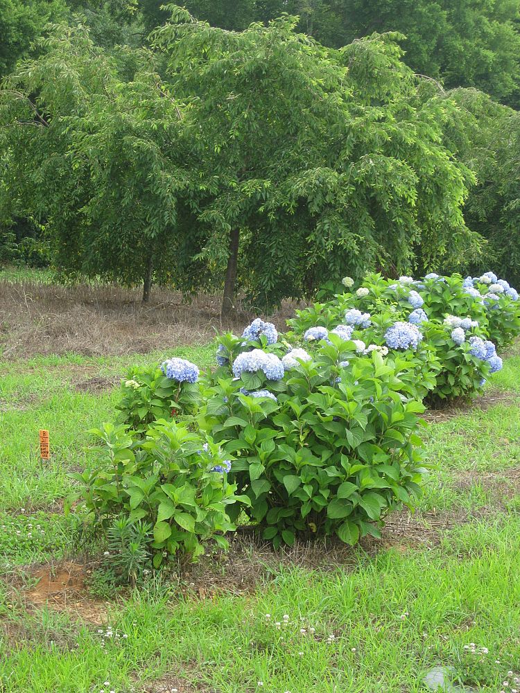 hydrangea-macrophylla-nikko-blue
