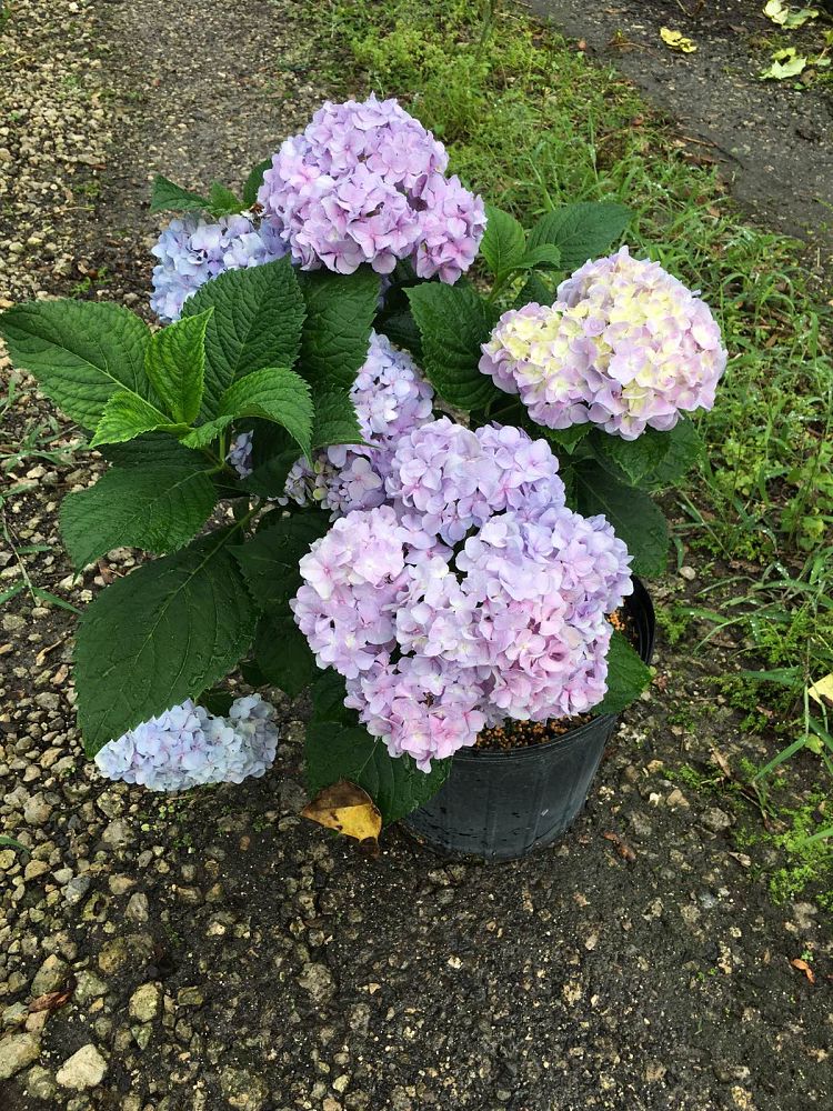 hydrangea-macrophylla-nikko-blue