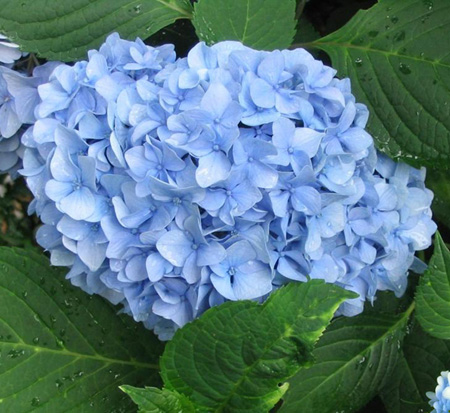 hydrangea-macrophylla-nikko-blue