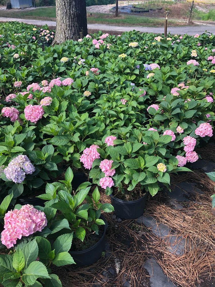 hydrangea-macrophylla-nikko-blue