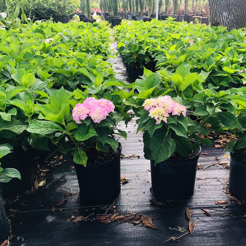 hydrangea-macrophylla-nikko-blue