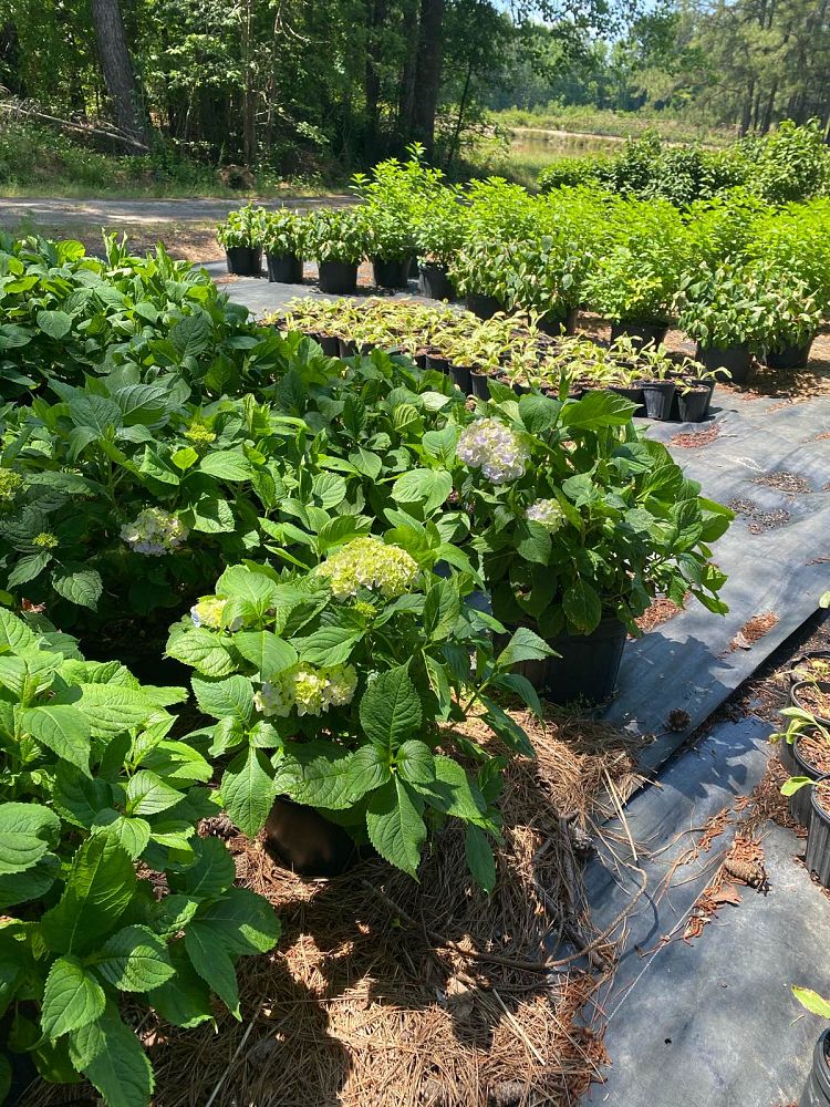 hydrangea-macrophylla-nikko-blue