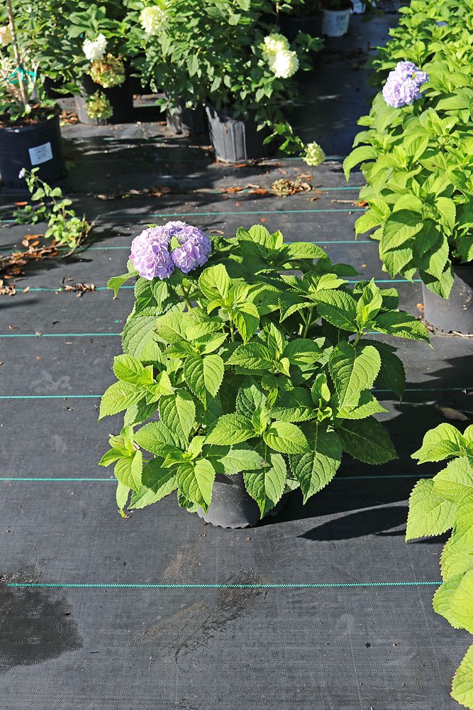 hydrangea-macrophylla-nikko-blue