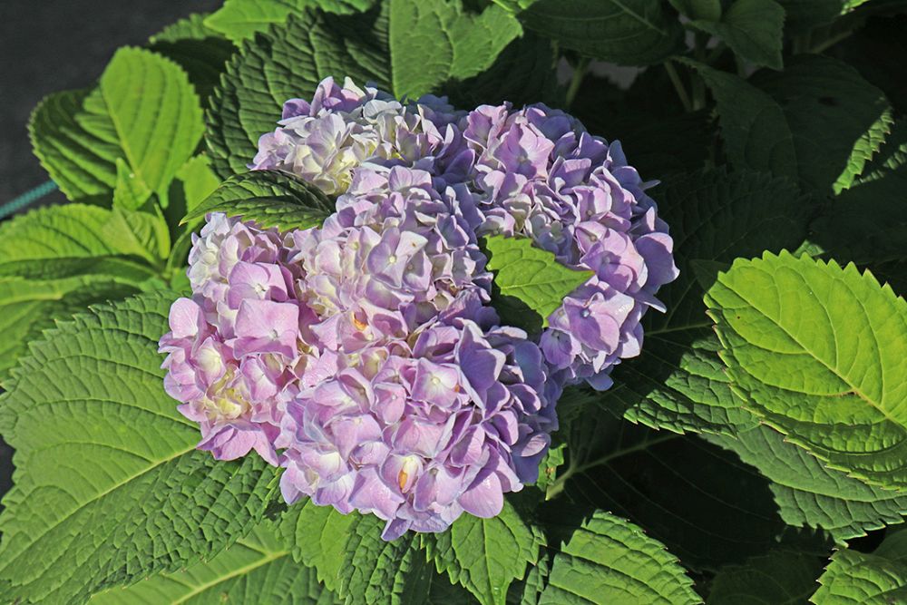 hydrangea-macrophylla-nikko-blue