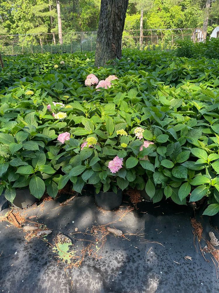 hydrangea-macrophylla-nikko-blue