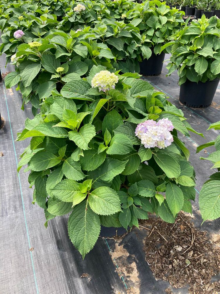 hydrangea-macrophylla-nikko-blue