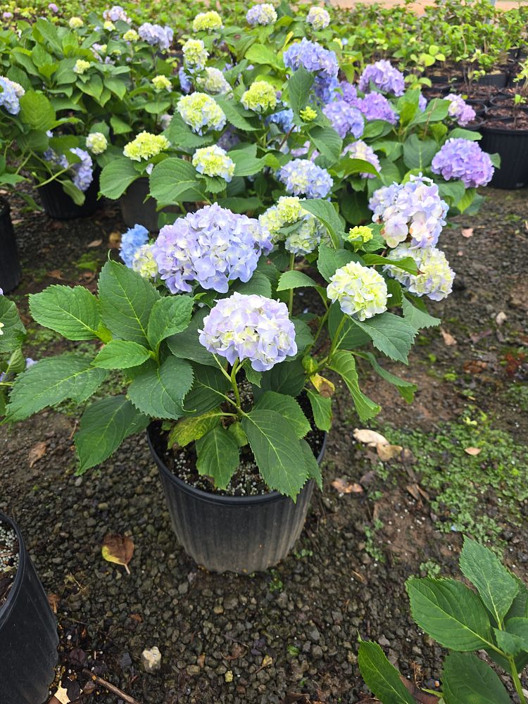 hydrangea-macrophylla-nikko-blue
