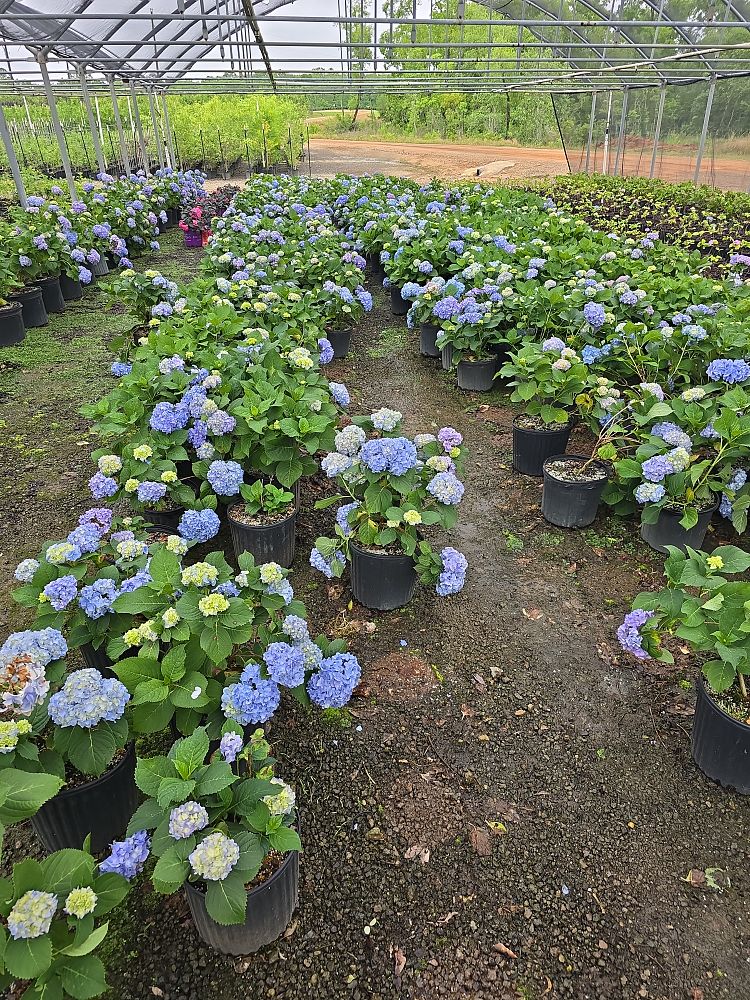 hydrangea-macrophylla-nikko-blue