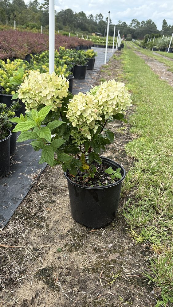 hydrangea-macrophylla-nikko-blue