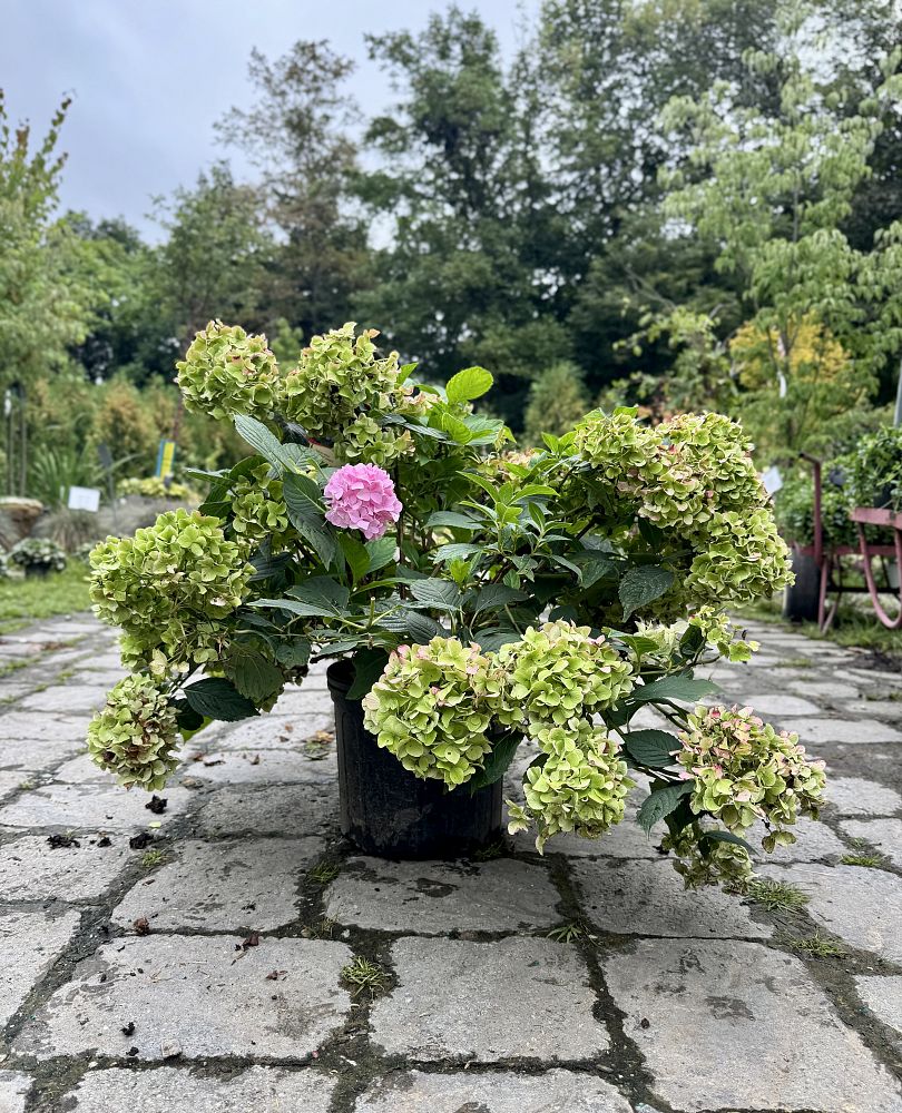 hydrangea-macrophylla-nikko-blue