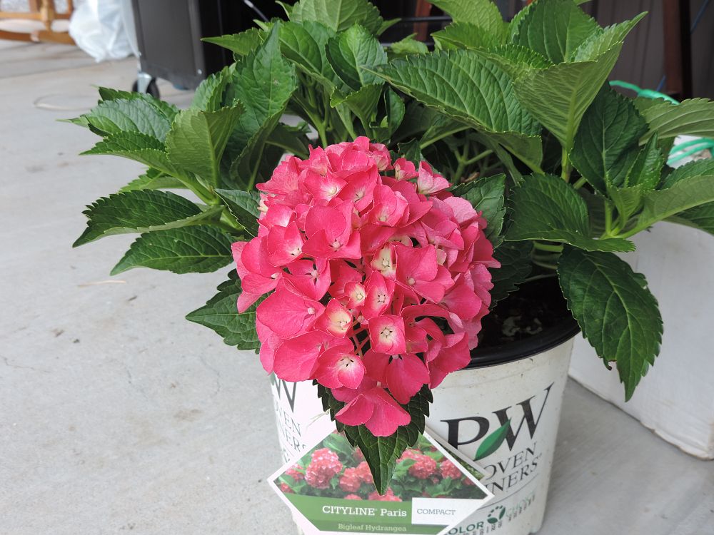 hydrangea-macrophylla-paris-rapa-cityline-reg-paris-bigleaf-hydrangea