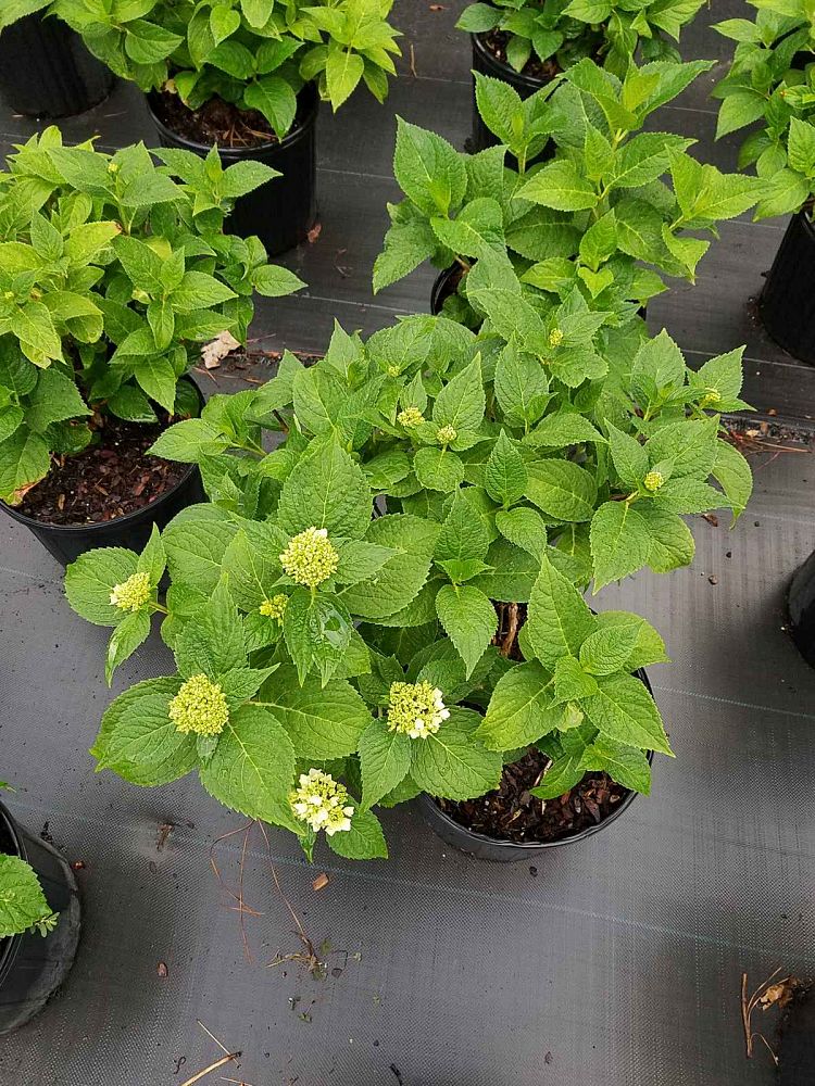 hydrangea-macrophylla-penny-mac