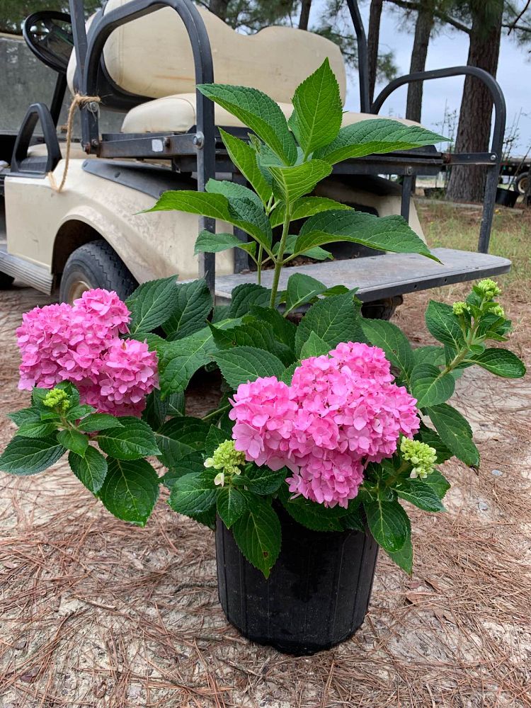 hydrangea-macrophylla-penny-mac