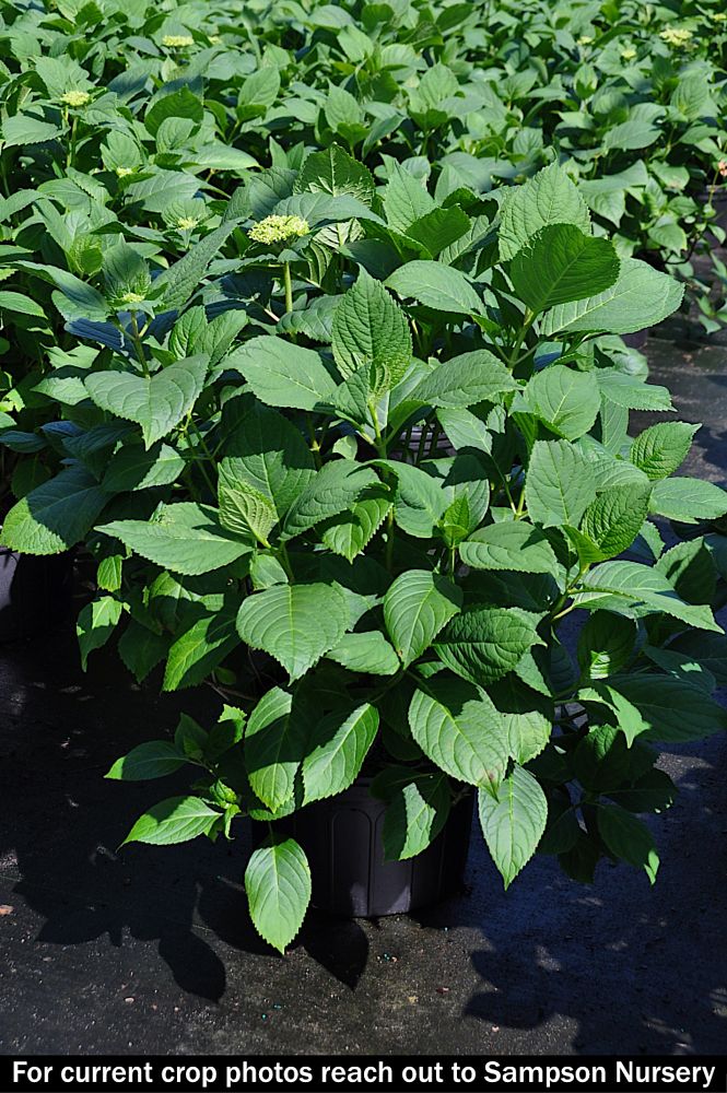 hydrangea-macrophylla-penny-mac
